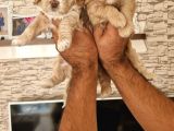 Sevimli Maltipoo Yavrular