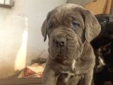 Blue Cane Corsa Yavrular