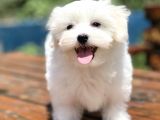 Show Kalite Maltese Terier Bebekler