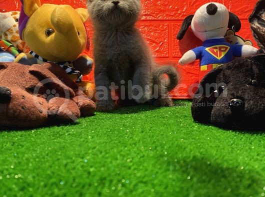 Safkan British Shorthair Yavrularımız… görsel