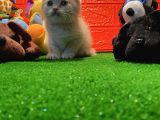 Safkan Golden Cream Scottish Fold Yavrularımız…