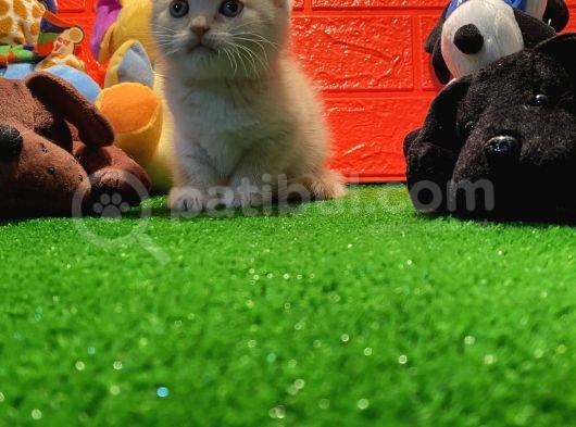 Safkan Golden Cream Scottish Fold Yavrularımız… görsel