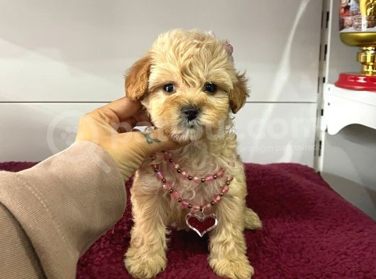 Orji̇nal Malti̇po Yavrular görsel