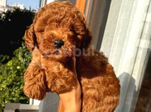 Karamelll.toypoodle ‘In Redbrown Bebekleri görsel