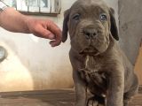 Blue Cane Corsa Yavrular