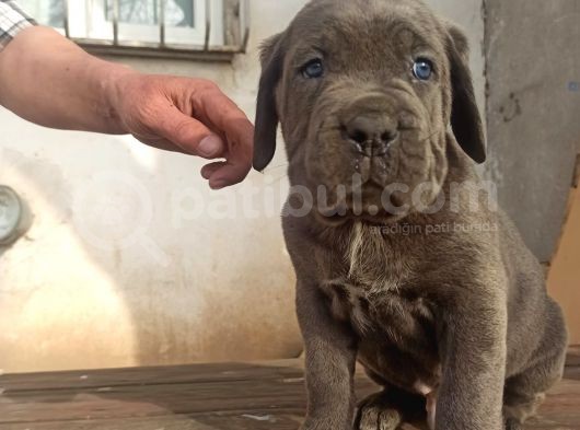 Blue Cane Corsa Yavrular görsel