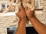 Sevimli Maltipoo Yavrular