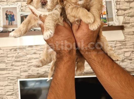 Sevimli Maltipoo Yavrular görsel
