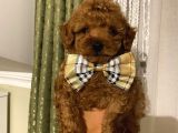 Karamelll.toypoodle ‘In Redbrown Bebekleri
