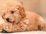 Çocuklarınıza En Güzel Arkadaş Toy Poodle Yavrular