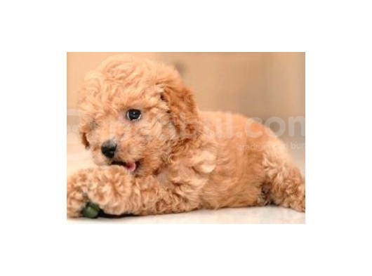 Çocuklarınıza En Güzel Arkadaş Toy Poodle Yavrular