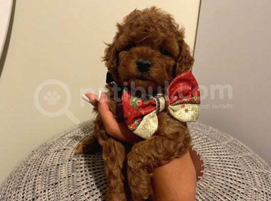 Safkan Redbrown Toypoodle Bebeklerimiz görsel