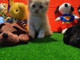 Safkan Golden Cream Scottish Fold Yavrularımız…