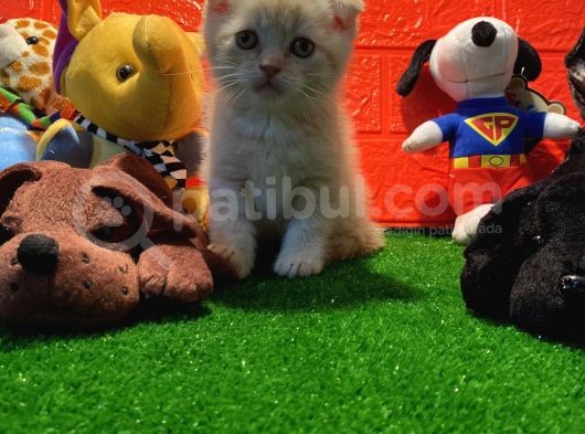 Safkan Golden Cream Scottish Fold Yavrularımız… görsel