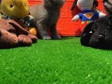 Safkan British Shorthair Yavrularımız…