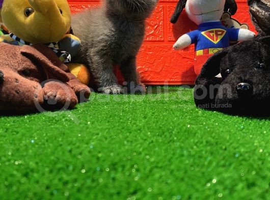 Safkan British Shorthair Yavrularımız…