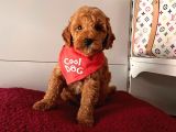Orji̇nal Toy Poodle Yavrular