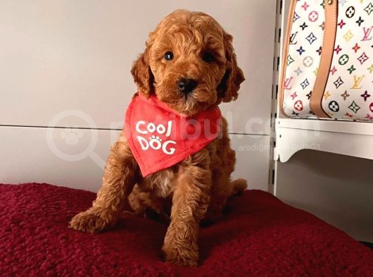Orji̇nal Toy Poodle Yavrular görsel