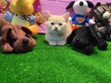 Safkan British Shorthair Yavrularımız…