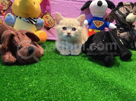 Safkan British Shorthair Yavrularımız… görsel