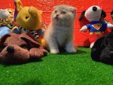 Safkan Golden Cream Scottish Fold Yavrularımız…