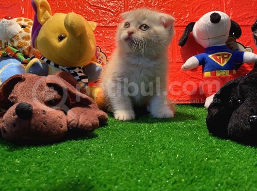 Safkan Golden Cream Scottish Fold Yavrularımız… görsel