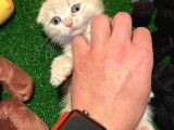 Safkan Golden Cream Scottish Fold Yavrularımız…