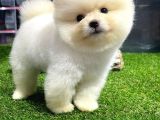 Üst Kali̇te Di̇şi̇ Erkek Pomerani̇an Boo Bebekler