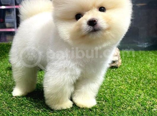 Üst Kali̇te Di̇şi̇ Erkek Pomerani̇an Boo Bebekler görsel