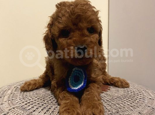 Safkan Redbrown Toypoodle Bebeklerimiz görsel