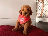 Orji̇nal Toy Poodle Yavrular