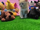 Safkan British Shorthair Yavrularımız…