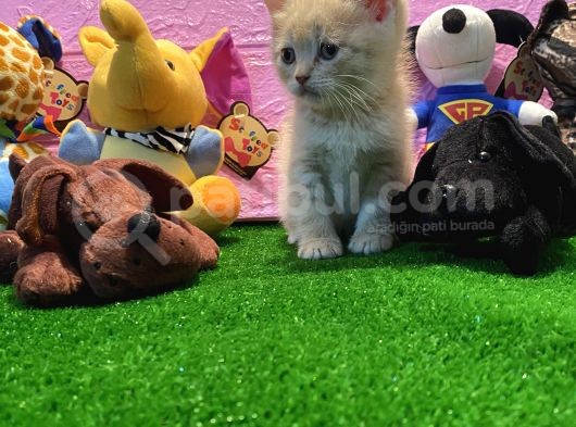 Safkan British Shorthair Yavrularımız… görsel