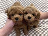 A Plus Toy Poodle Yavrular