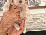 Sevimli Maltipoo Yavrular