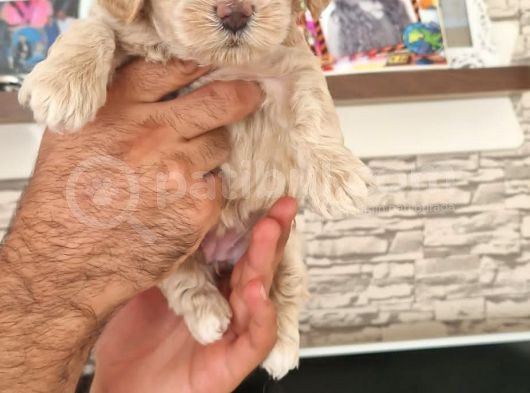 Sevimli Maltipoo Yavrular görsel