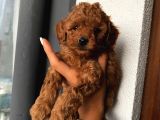 Aşılı Pasaportlu Toypoodle Bebeklerimiz