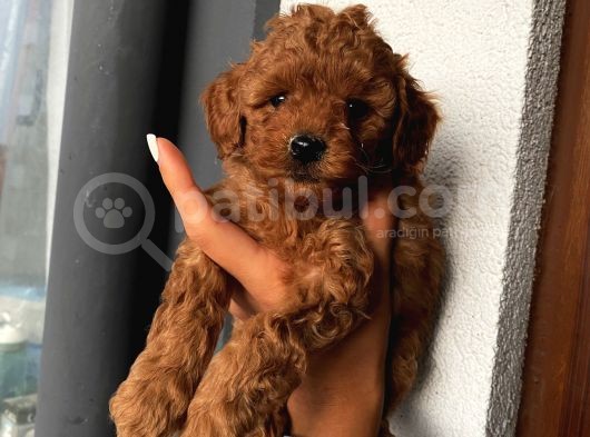 Aşılı Pasaportlu Toypoodle Bebeklerimiz görsel