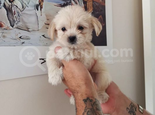 Malti̇po Ci̇nsi̇ görsel