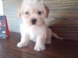 Maltesse Terri̇er