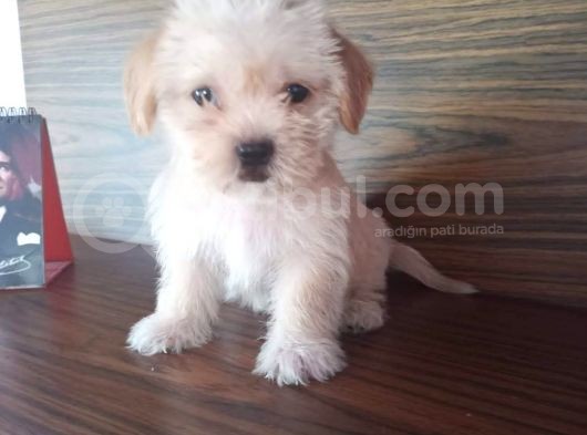 Maltesse Terri̇er