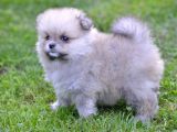 Pomeranya Spitz'i Yavru Köpekler