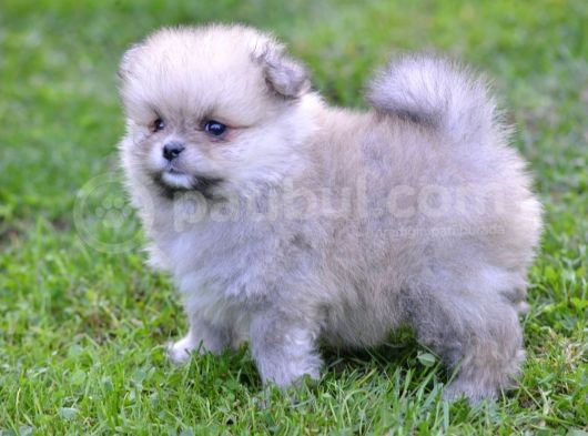 Pomeranya Spitz'I Yavru Köpekler