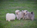 Pomeranya Spitz'I Yavru Köpekler