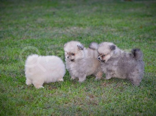 Pomeranya Spitz'I Yavru Köpekler görsel