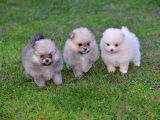 Pomeranya Spitz'I Yavru Köpekler