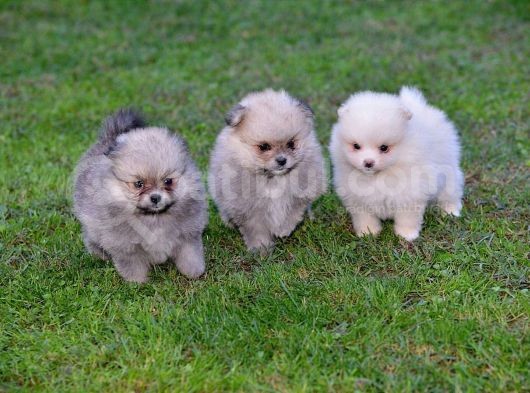 Pomeranya Spitz'I Yavru Köpekler görsel