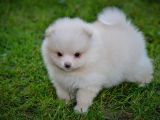 Pomeranya Spitz'I Yavru Köpekler