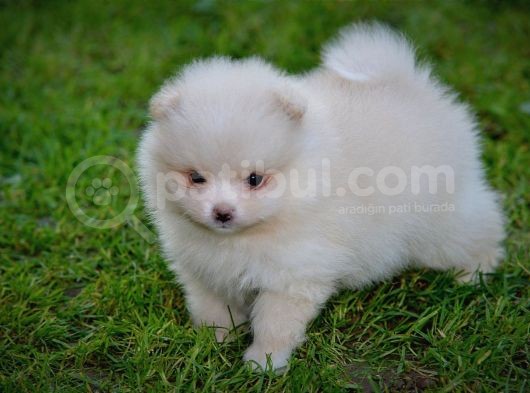 Pomeranya Spitz'I Yavru Köpekler görsel