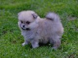 Pomeranya Spitz'I Yavru Köpekler